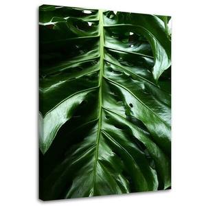 Фреска Feeby Monstera Blatt Natur Tropisch, зеленый
