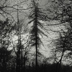 Виниловая пластинка Curse All Kings: Feral Earth