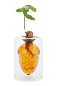 Ваза для выращивания семян Acorn Vase 12 х 8,4 х 8,4 см Balvi, прозрачный
