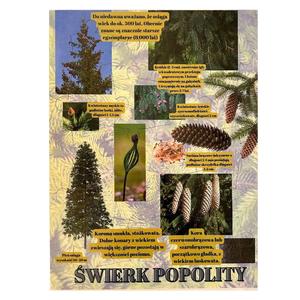 Ель европейская, деревянная головоломка, лесное образование Inna marka