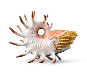Оллекция 88946 Cooperoceras Collecta