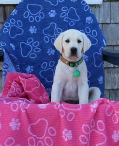 Высококачественное полотенце для купания собак Drytek, 30 x 54 дюйма Delilah Home, черный