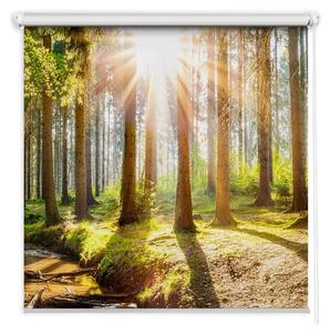 Рулонная штора Tulup Sonne in den Bäumen, 100 х 240 см