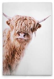 Картина на холсте A.S. Création Highland Cattle 2 цвет weissbraunbeige