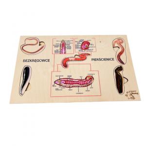 Аннелиды, деревянный пазл, интересные факты о кольчатых червях, биологическая помощь Inna marka