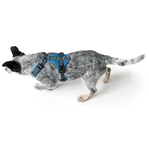 Хантер Арнес Мальдон Азул и Грис для Перроса л Hunter