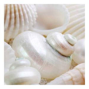 Картина на холсте A.S. Création Pearls Muscheln цвет beige/weiß
