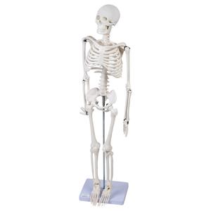 Модель скелета 85 см Inna marka