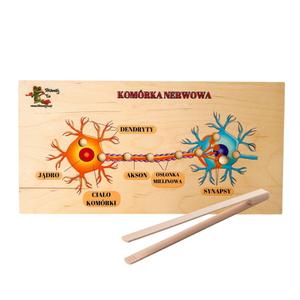 Головоломка нейронов, нервная система, нервный импульс, нервы Inna marka