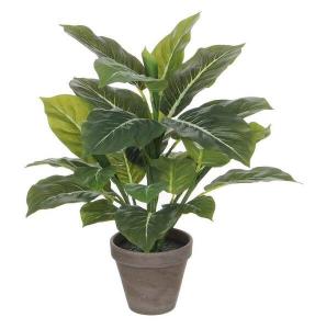 Декоративное растение Mica Decorations Evergreen, зеленый