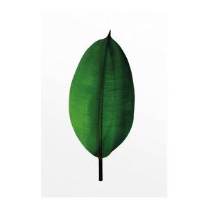Фреска Komar Ficus Leaf, зеленый/белый