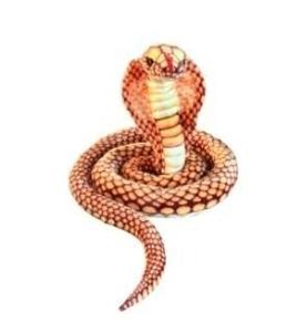 Золотая кобра 280см. Inna marka