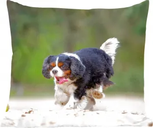 Декоративная подушка , подушка для дивана, декоративная подушка для гостиной, 45x45 см. Кавалер-кинг-чарльз-спаниель играет с теннисным мячом. Подушка для сна. Подушка для дивана. MuchoWow