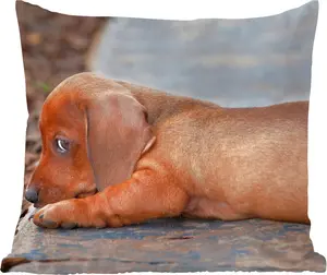 Декоративная подушка , диванная подушка, декоративная подушка для гостиной, 50x50 см, Щенок таксы, лежащий на краю тротуара - Comfort - диванная подушка MuchoWow