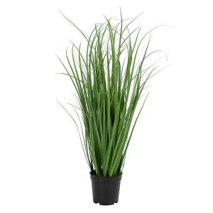 Декоративное растение twentyfour Poa, зеленый
