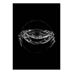 Фреска Komar Crab, 50x70x0,1 см, черно-белый