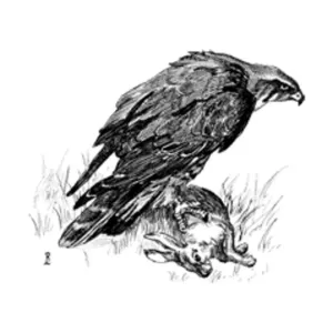 Статья из Бестиария — Птицы, Harn - Bestiary Articles