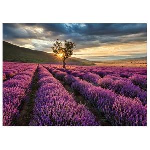 Картина на холсте A.S. Création Lavender Fields, фиолетовый