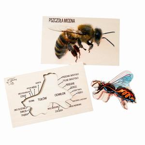 Анатомия пчелы, деревянный пазл, строение пчелы, выдвижные элементы. Inna marka
