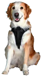 Ремни безопасности Trixie Dog Protect л Trixie, цвет черный