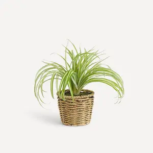 Искусственный хлорофитум в горшке El Corte Inglés, зеленый