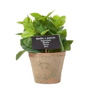 Декоративное растение Homescapes Minze-Topfpflanze цвет terracotta