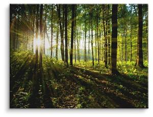 Картина на холсте ArtMind Sonnenstrahlen im Wald, 40x30x3 см, многоцветный