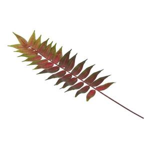 Декоративное растение Homescapes Bowenia Palmfarn-Dekozweig цвет grün-rot