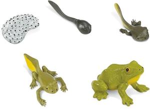 Сафари, жизненный цикл лягушки Safari