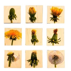 Этапы развития соцветия одуванчика — деревянный пазл Inna marka