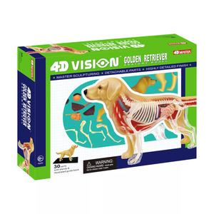 4D Master 4D Vision Анатомическая модель золотистого ретривера 4D Master