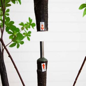 почти естественный 8 футов. Искусственный минималистский декор пола из дерева Энкиантус Nearly Natural, зеленый