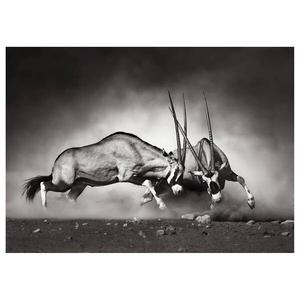 Картина на холсте A.S. Création Wildtiere Duell цвет weiß/schwarz
