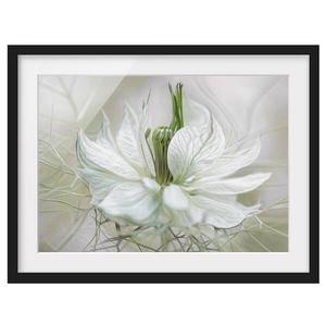 Картина Bilderwelten Weiße Nigella II, белый