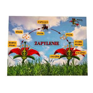 Опыление, загадка про пчел, этапы опыления, биологическая помощь. Inna marka