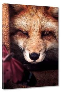 Картина на холсте Hustling Sharks Fox & Butterfly, оранжевый