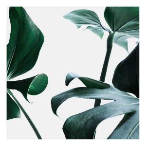 Картина на холсте A.S. Création Monstera Delici, зеленый/белый