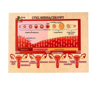 Головоломка менструального цикла, менструация, половое воспитание Inna marka