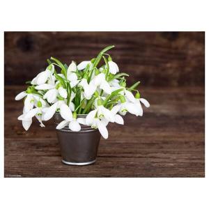 Подставка для столовых приборов «подснежники i» (набор из 12 шт.) Tischsetmacher, мультколор