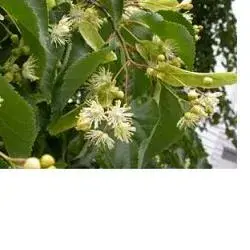 EIE Tiglio Drops Добавка 30 мл Adama