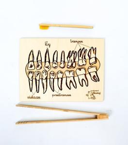 Виды зубов, деревянный пазл, съемные зубы. Inna marka