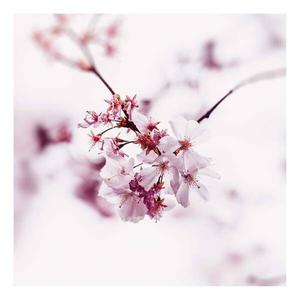Картина на холсте A.S. Création Cherry Blossom Floral, розовый