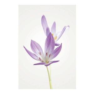 Фреска Komar Autumn Crocus цвет lilla/weiß/grün