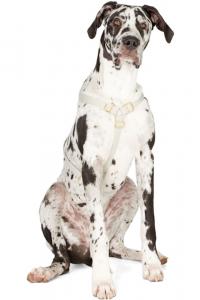 Серый The Scot Large Original Harness See Scout Sleep