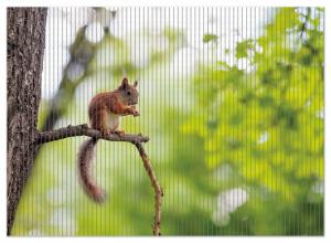 Коврик для душа Wallario, нескользящий коврик, коврик для ванной, коврик для ног, белка на ветке, размер ок. 90 х 65 см, зеленый