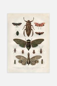 Винтажный плакат с насекомыми Postery, 30x40 см, коричневый