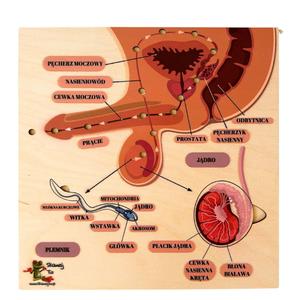 Загадка эякуляции, мужские половые органы, строение мужских органов, репродуктивные органы Inna marka