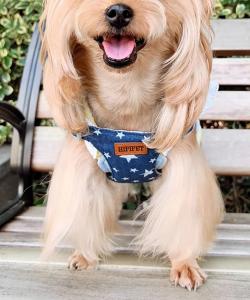 Набор шлейки и поводка с рисунком «Джинсовая звезда» от aimoha home, цвет Navy And Other Colors 2