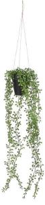 Декоративное растение Mica Decorations, зеленый