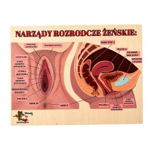 Деревянный пазл женских репродуктивных органов, женские половые органы Inna marka